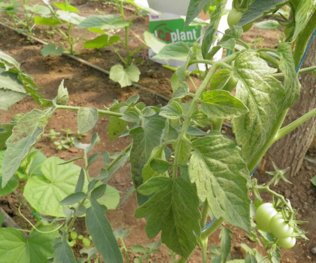Infectarea cu TSWV a plantelor de tomate