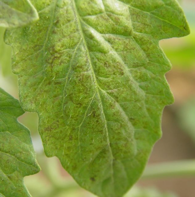 Pete maronii caracteristice infectiei TSWV la tomate