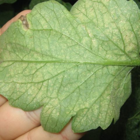 Paianjenul rosu comun