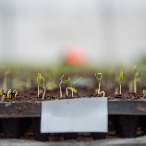 Parametrii si conditiile necesare germinarii optime a semintelor de legume