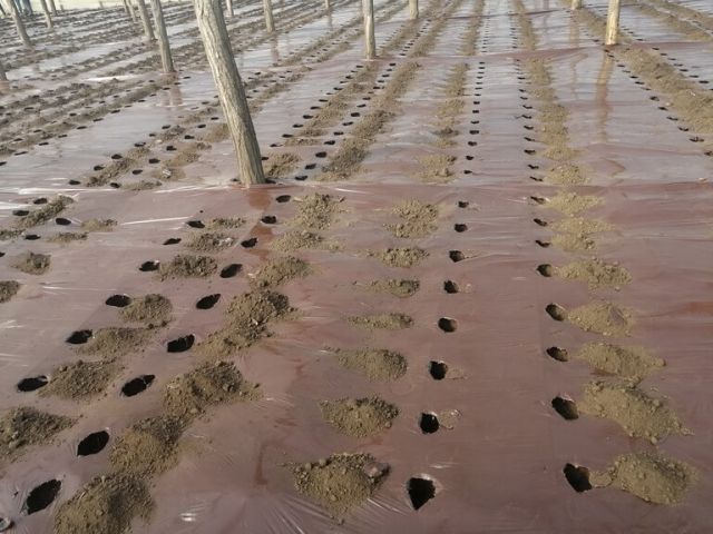 Gauri pentru plantare utilizand folie de mulcire maro