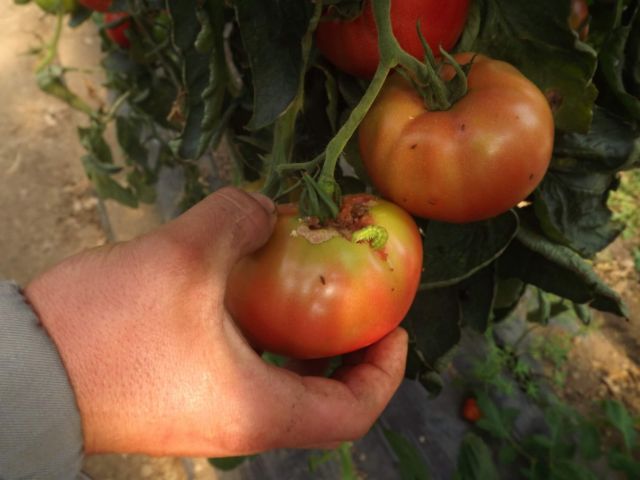 Omida fructelor - Atac la tomate coapte