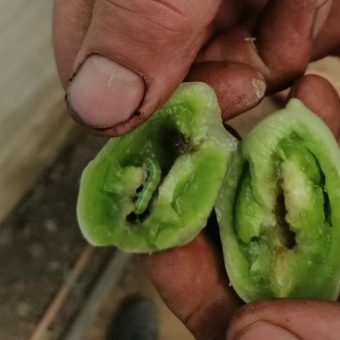 Omida fructelor in interiorul tomatelor