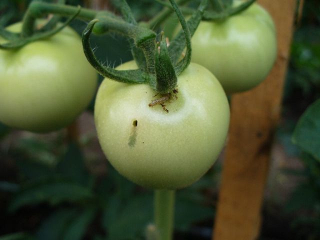 Omida fructelor la tomate