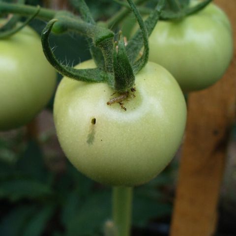 Omida fructelor pe fructul de tomate verde