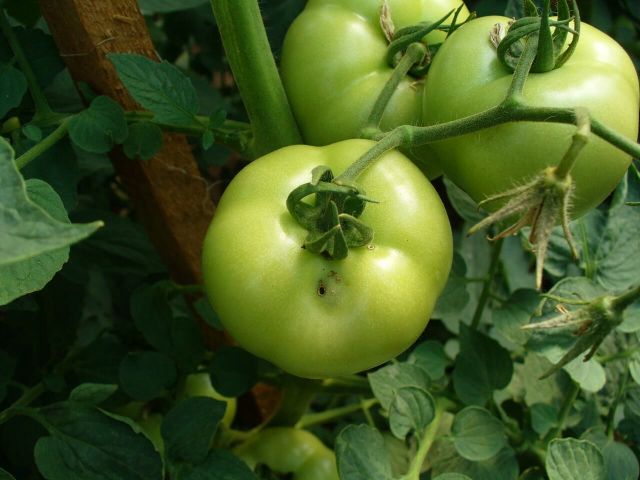 Omida fructelor la tomate
