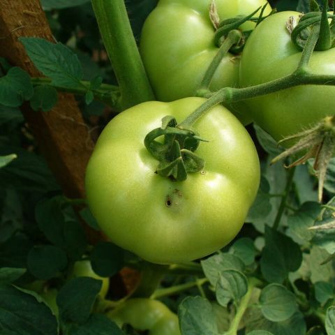 Omida fructelor pe fructul de tomate verde