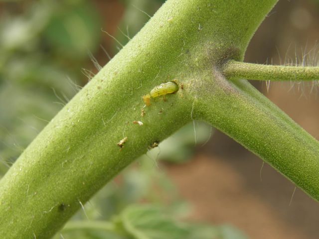 Omida fructelor in tulpina legumelor