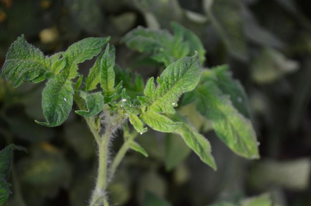 Musculita alba depune ouale pe frunzulitele tinere din varful plantei