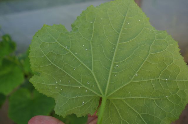 Musculita alba in cultura de castraveti