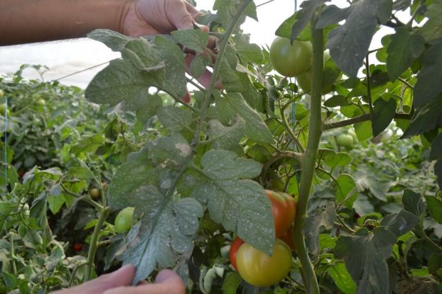 Musca alba in cultura de tomate