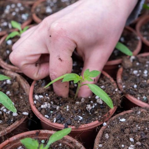 Repicarea rasadurilor de legume in ghivece