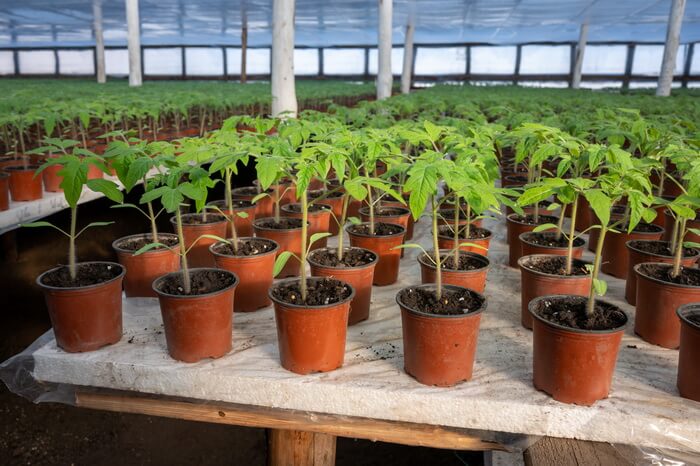 Operatia tehnologica de rarire a rasadurilor