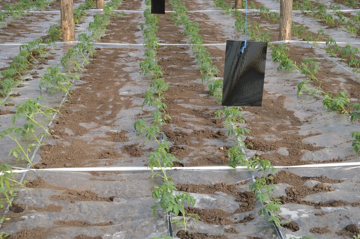 Plantarea Rasadurilor De Legume In Sere Si Solarii