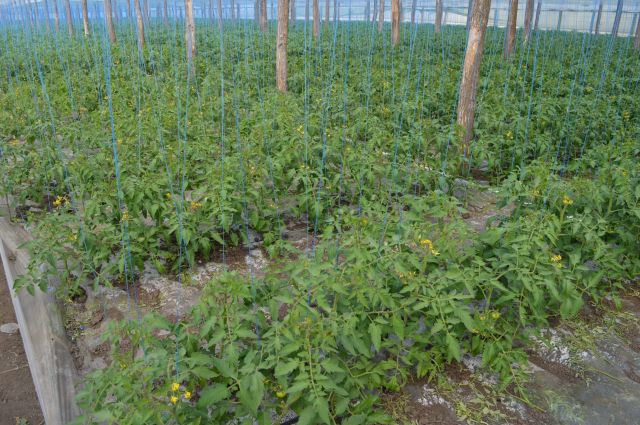 Paliseara tomatelor cu sfoara