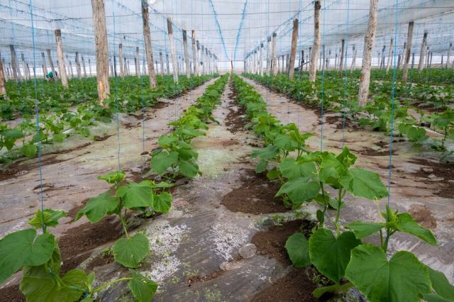 Castraveti plantati