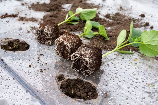 Rasaduri de castraveti pentru plantare