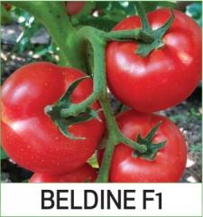 Beldine F1