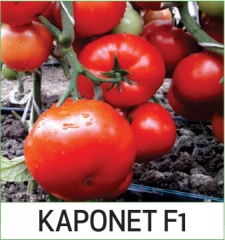 Kaponet F1