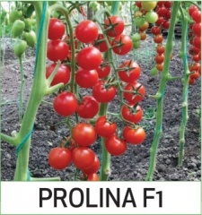 Prolina F1
