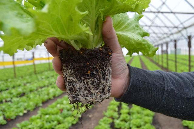 Fertilizarea culturii de salata