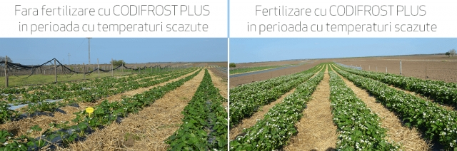 Cum protejam plantele de inghet cu ingrasamantul Codifrost Plus?