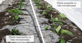Protejarea culturilor cu folie microporoasa tip agril