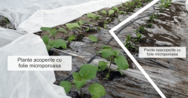 Protejarea culturilor cu folie microporoasa tip agril