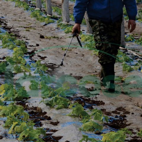 Efectul variatiilor de temperatura asupra plantelor