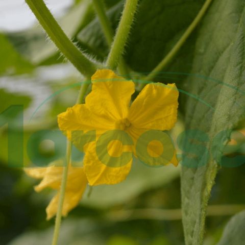 Schema de tratamente pentru cultura de castraveti