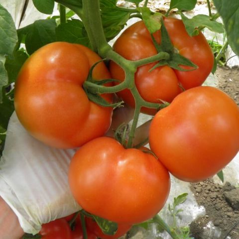 Schema tratamente tomate