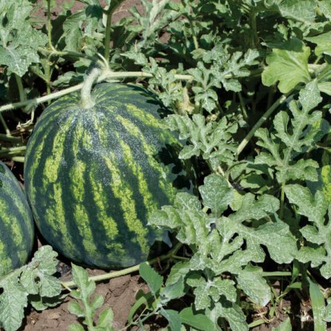 Schema de tratamente pentru cultura de pepeni