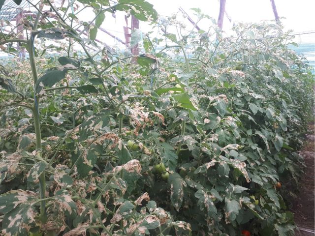 Cultura de tomate afectata de tuta absoluta