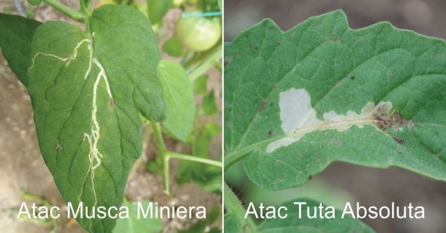 Atac musca miniera versus tuta absoluta