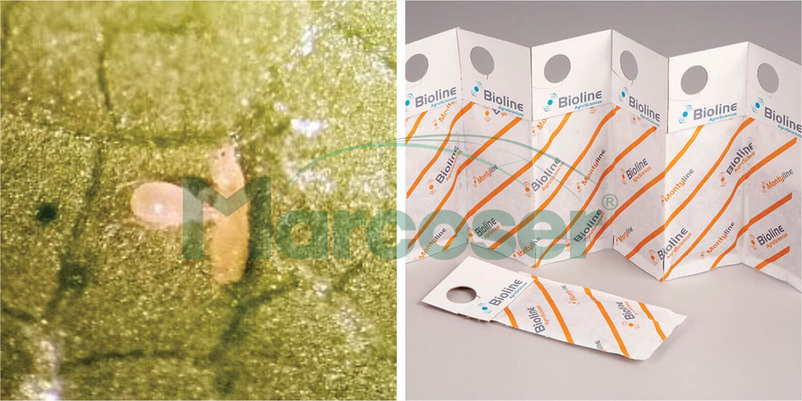 Produse bio pe bază de bacterii - Combaterea biologica a bacteriilor