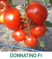 Tomate  Donnatino F1