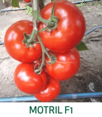 Tomate Motril F1