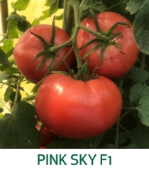 Tomate Pink Sky F1