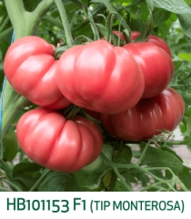 Tomate  tip Monterosa F1