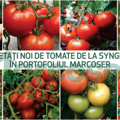 Hibrizi noi de tomate de la Syngenta