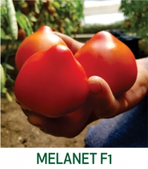 Tomate Melanet F1 Marcoser