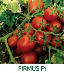 Tomate Firmus F1 Marcoser