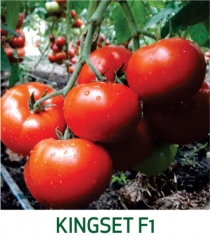 Tomate Kingset F1 Marcoser