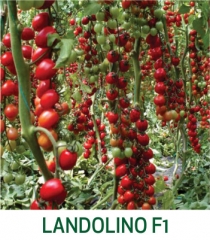 Tomate Landolino F1 Marcoser