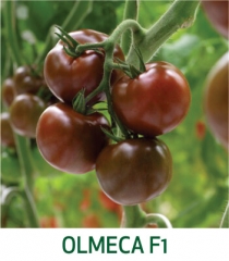 Tomate Olmeca F1 Marcoser