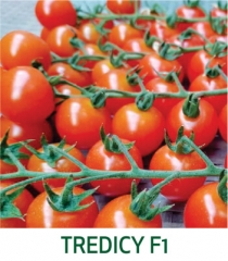 Tomate Tredicy F1 Marcoser