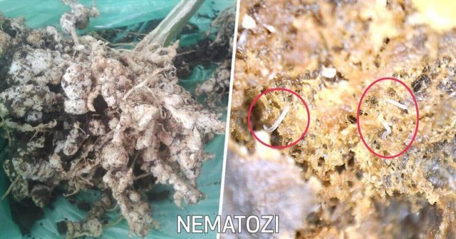 Nematozi pentru care se face dezinfectia