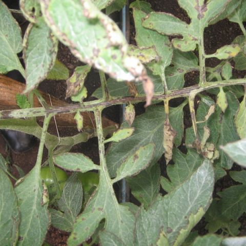 Patarea si basicarea fructelor