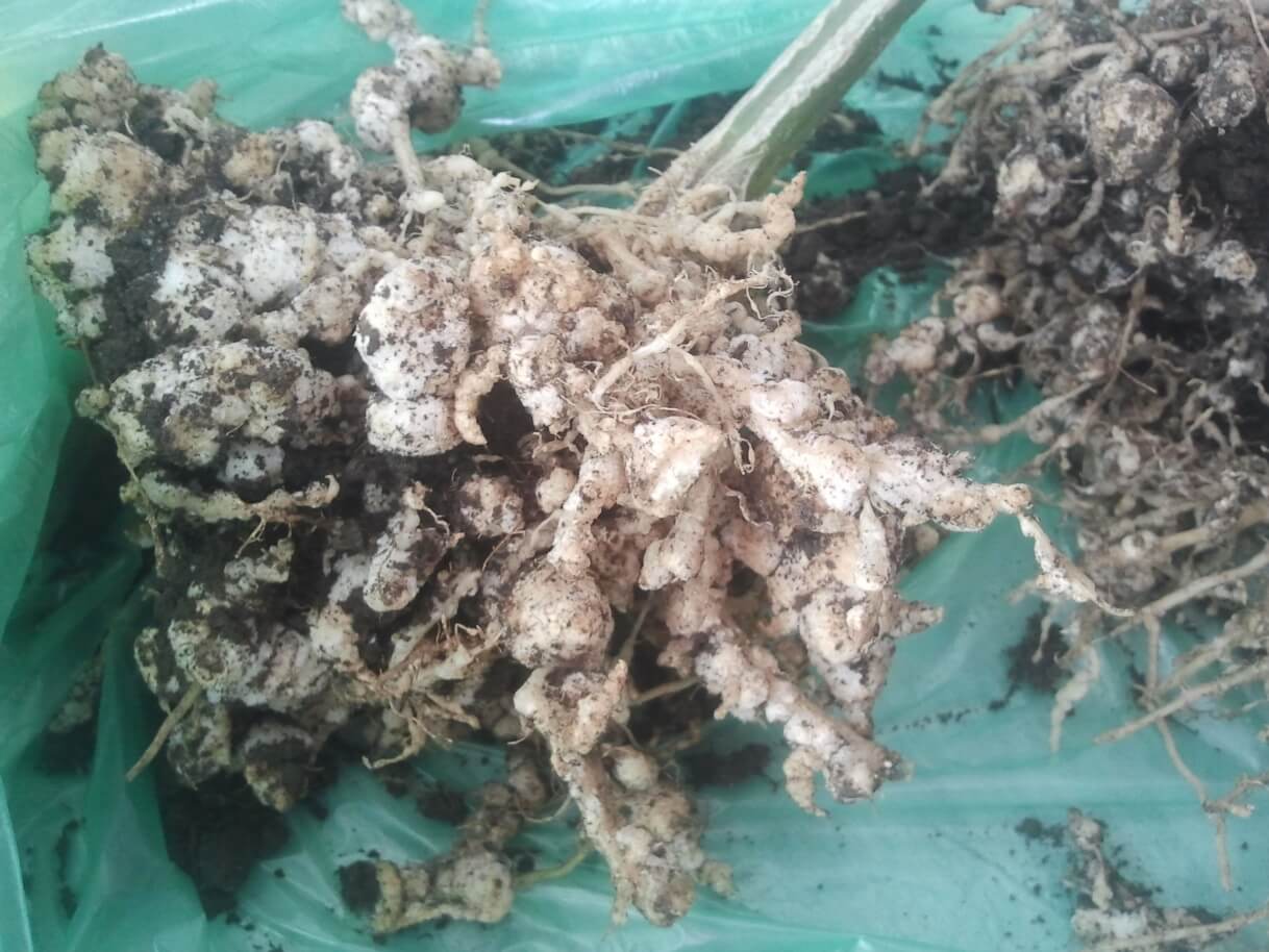 Nematozii - daunatorii periculosi din culturile de legume