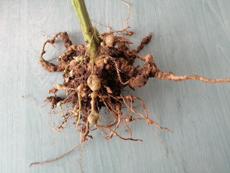 Nematozii - daunatorii periculosi din culturile de legume